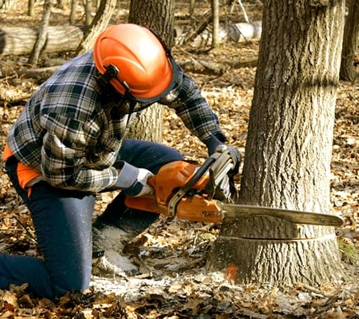 Tree Removal in Greeley, KS